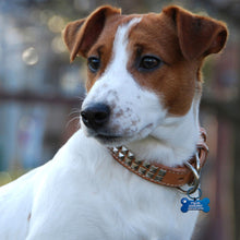 将图片加载到图库查看器,Funny Dog Cat Tag for Small Big Large Dogs Engraved Personalized Custom Dog Collar ID Name Tag for Pet Cats Dogs Kitten Kitty New Puppy Fur Pups Doggy Moggy Puss Stainless Steel