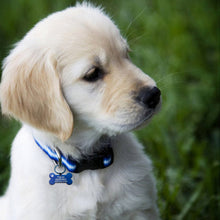 将图片加载到图库查看器,Funny Dog Cat Tag for Small Big Large Dogs Engraved Personalized Custom Dog Collar ID Name Tag for Pet Cats Dogs Kitten Kitty New Puppy Fur Pups Doggy Moggy Puss Stainless Steel